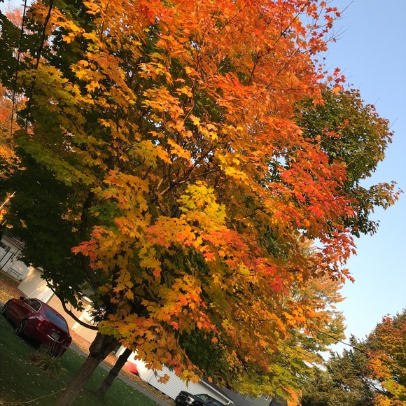 Meet your Posher, Valerie - Picture 1 of 1